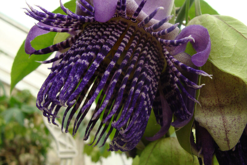 purple passionflower close-up