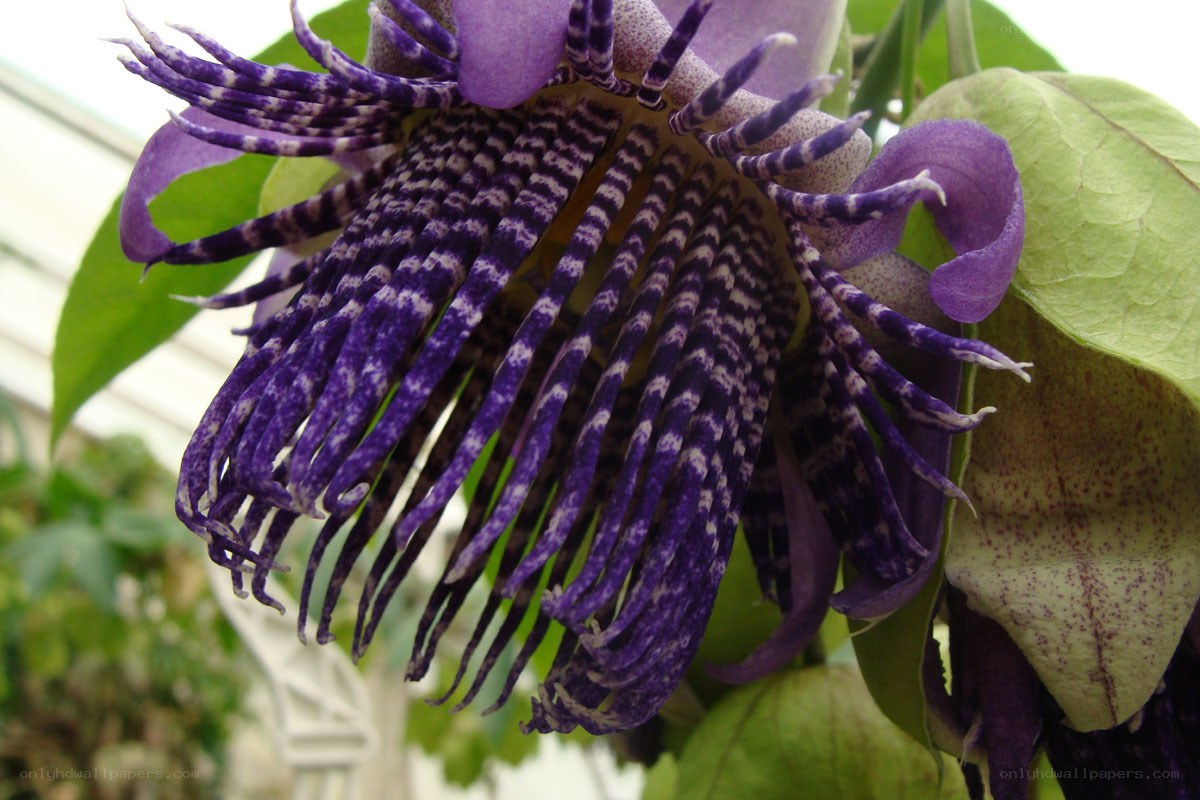 purple passionflower close-up