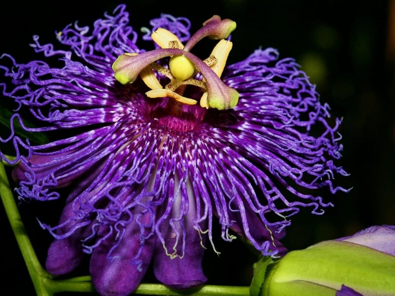 Purple Passionflower — Dramatic, Night, Photograph