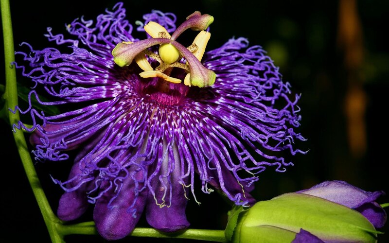 Purple Passionflower — Dramatic, Night