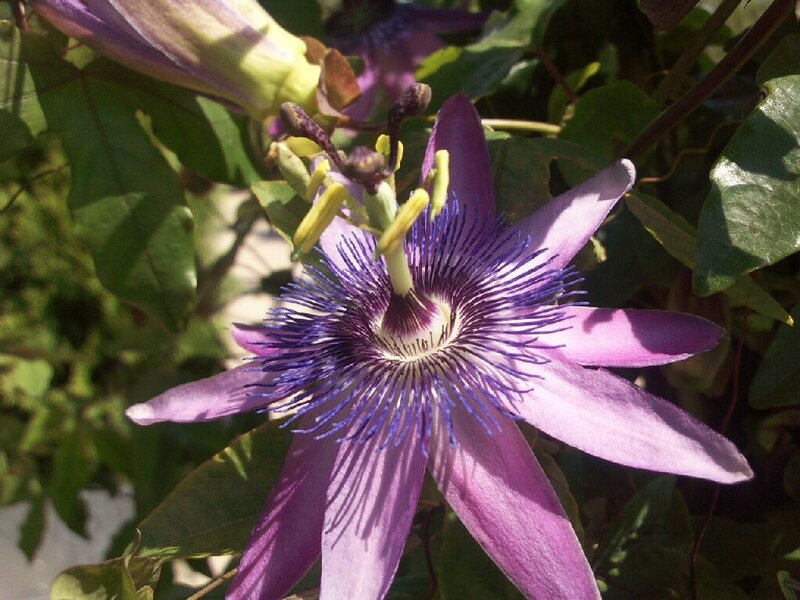 purple passionflower in bloom