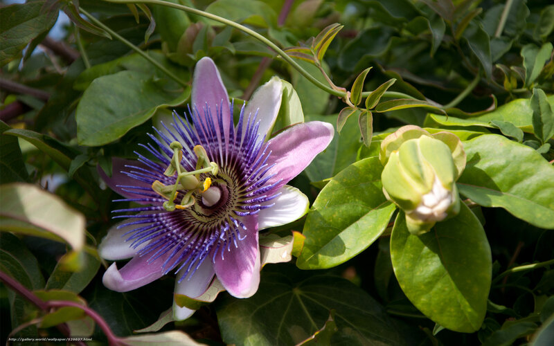 Purple Passionflower — Natural, Afternoon, Photograph, Green Leaves, Bud