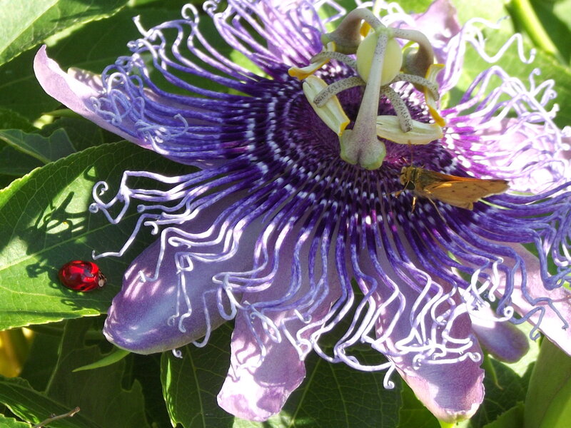 Purple Passionflower — Natural, Afternoon