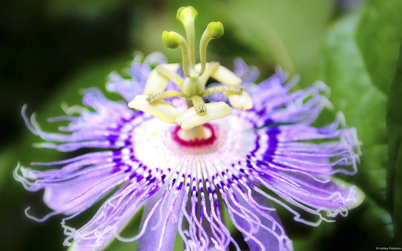 Purple Passionflower — Natural, Photograph