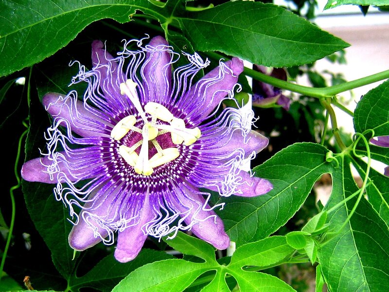 Purple Passionflower — Natural