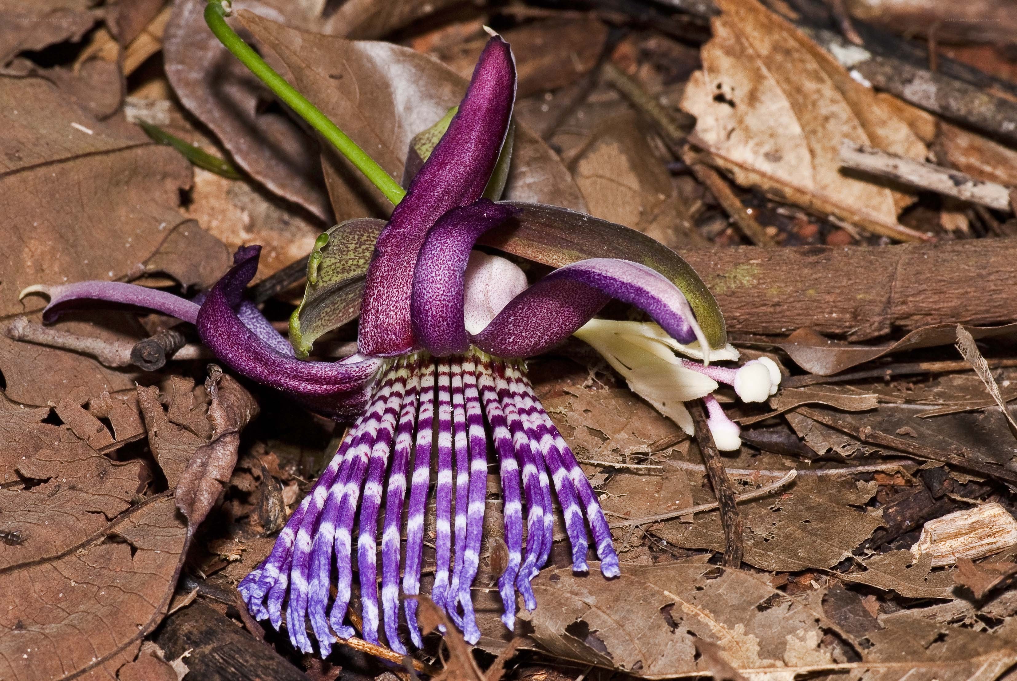 Purple passionflower on forest floor