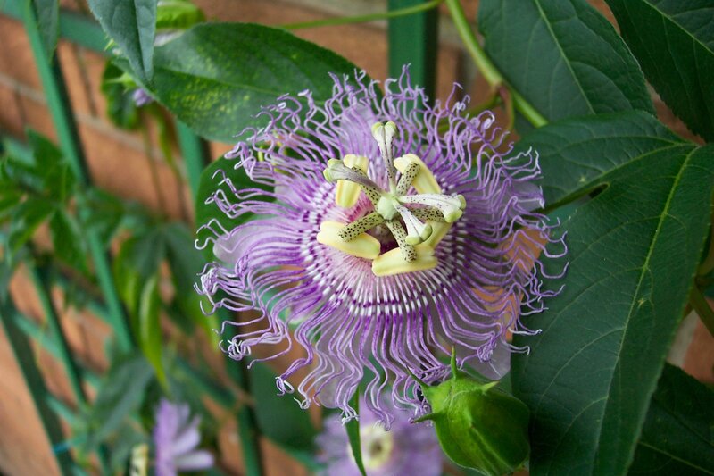 Purple Passionflower