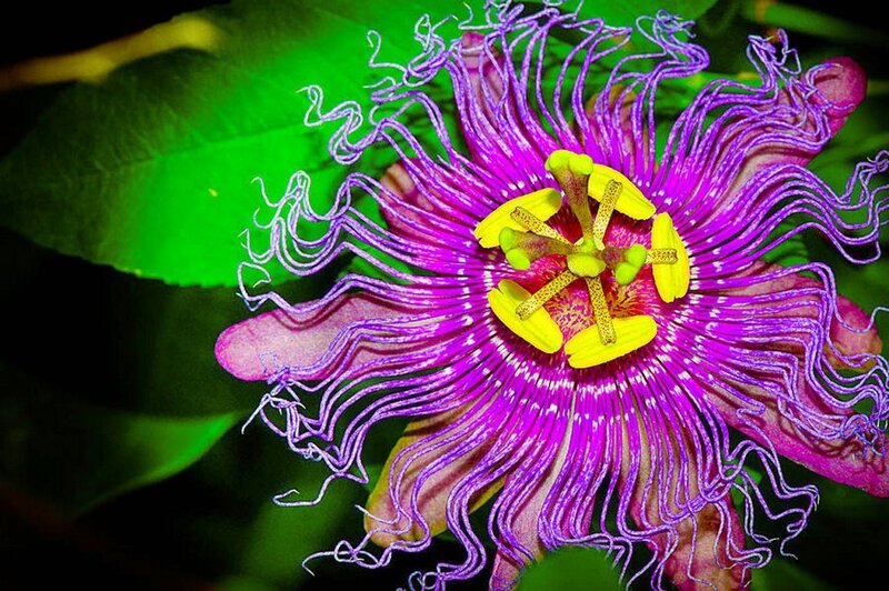 Purple Passionflower — Vibrant