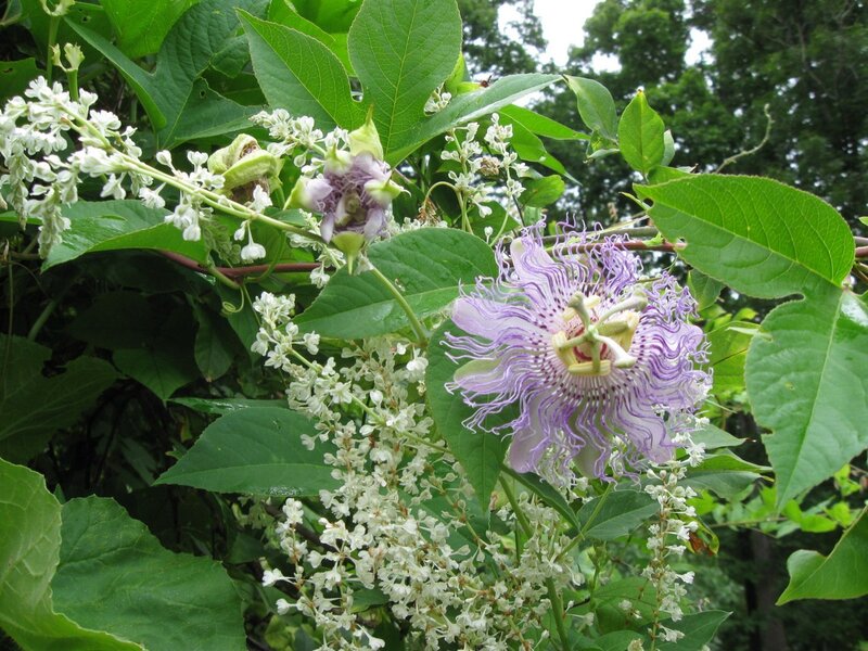 purple passionflower with white blossoms