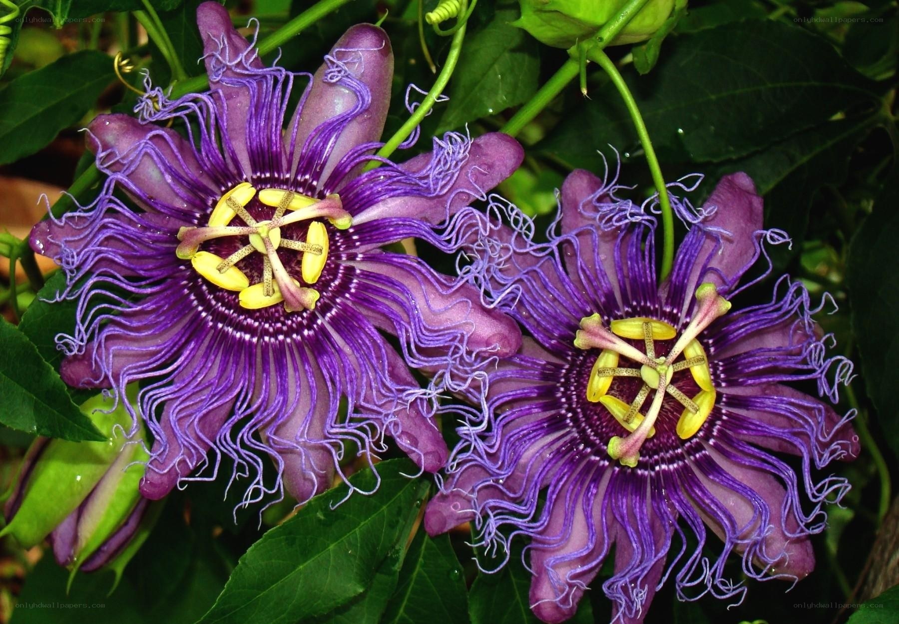 Purple passionflowers in bloom
