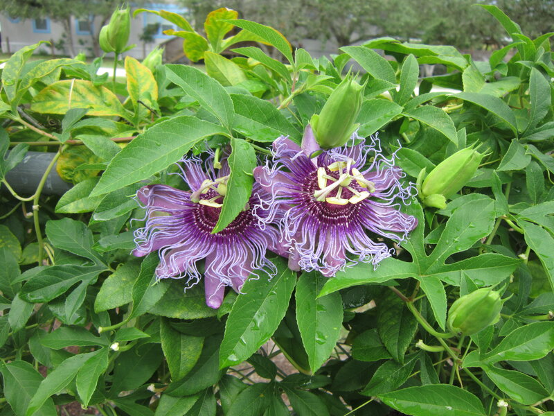 Purple Passionflowers
