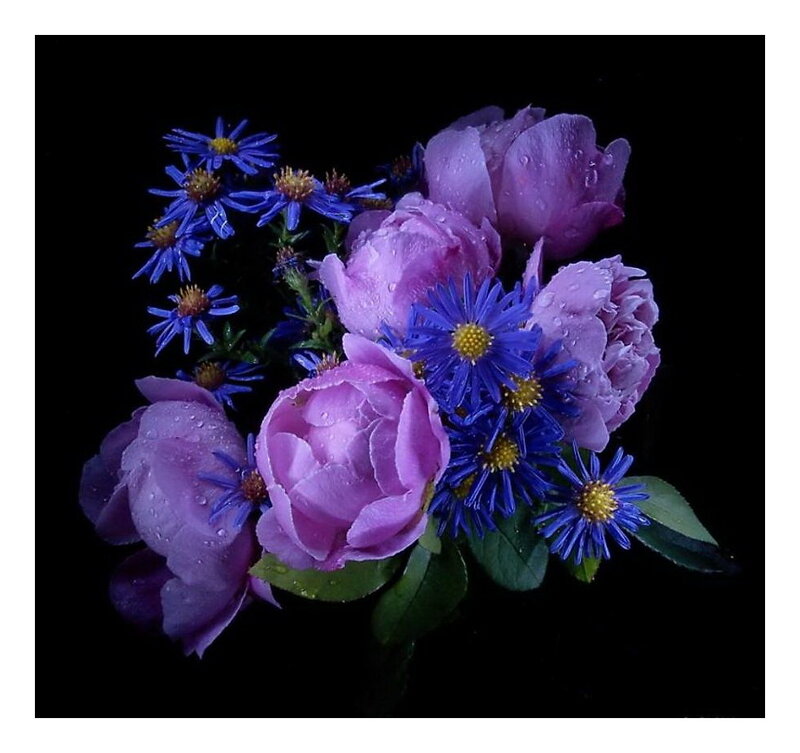 Purple Peonies and Asters