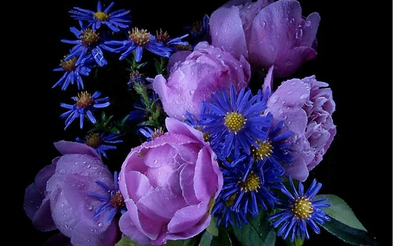 Purple Peonies and Blue Asters — Dramatic