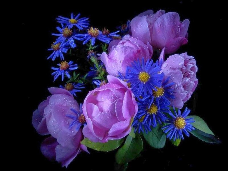 Purple Peonies and Blue Asters