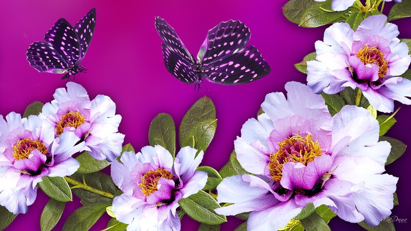 Purple Peonies and Butterflies — Vibrant
