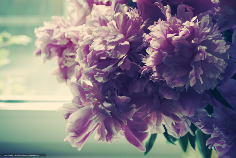 purple peonies by window