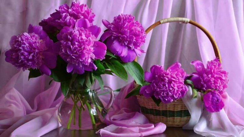 Purple Peonies in Basket