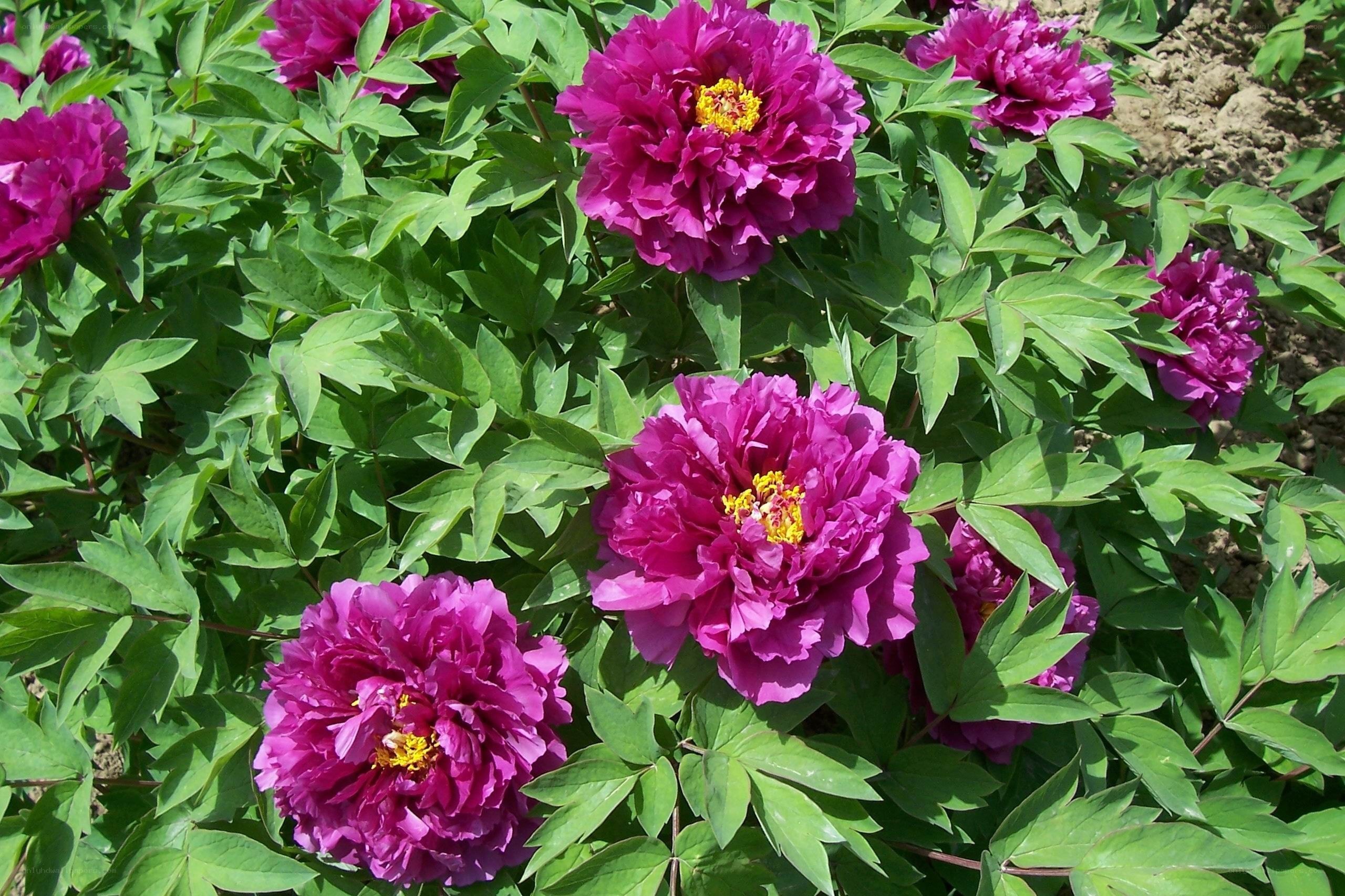 purple peonies in bloom