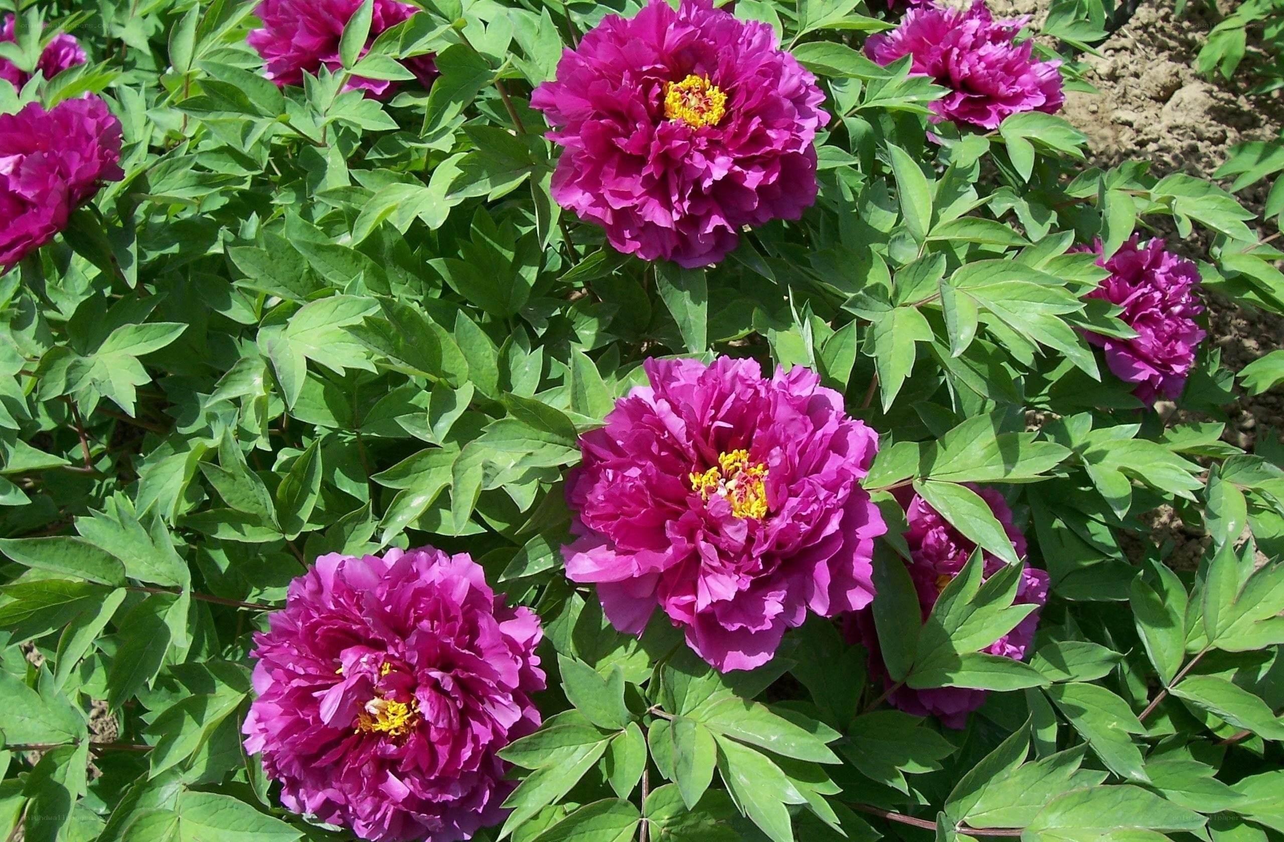 Purple peonies in bloom