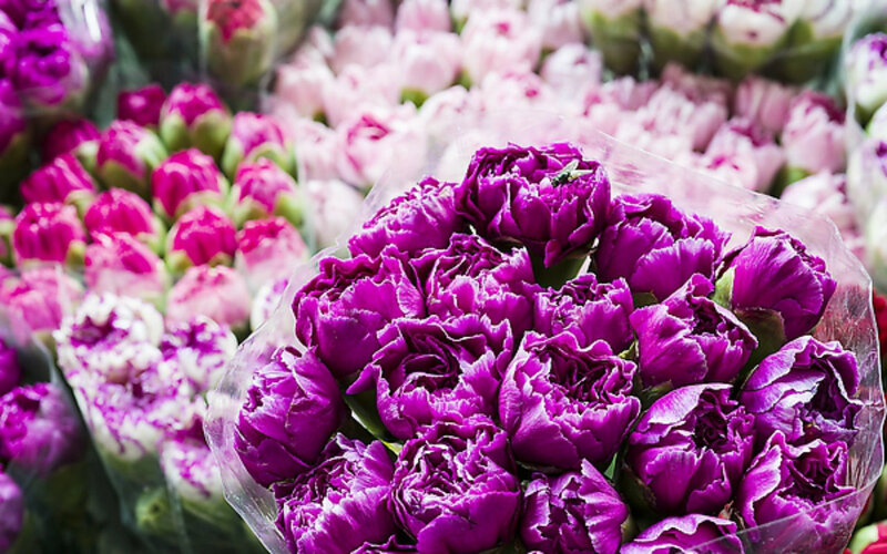 Purple Peonies in Bouquet