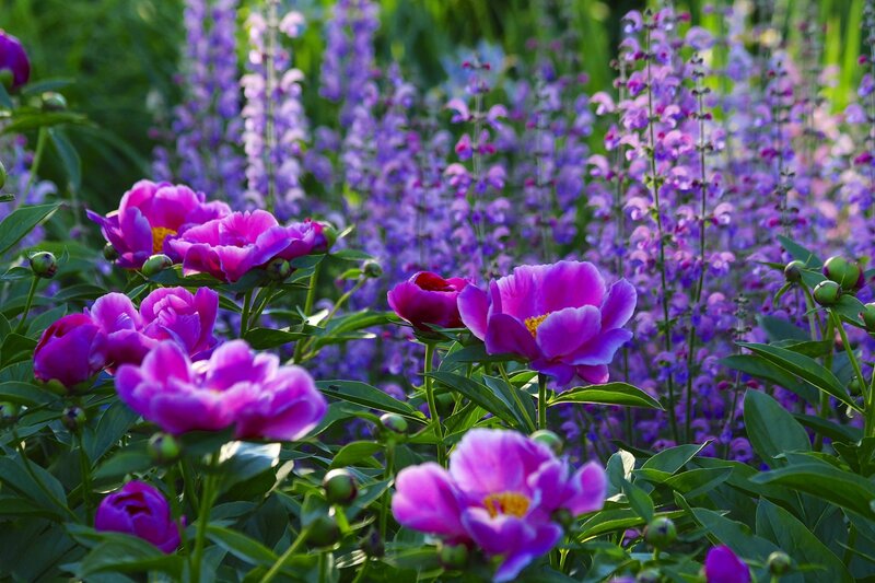 Purple Peonies in Garden