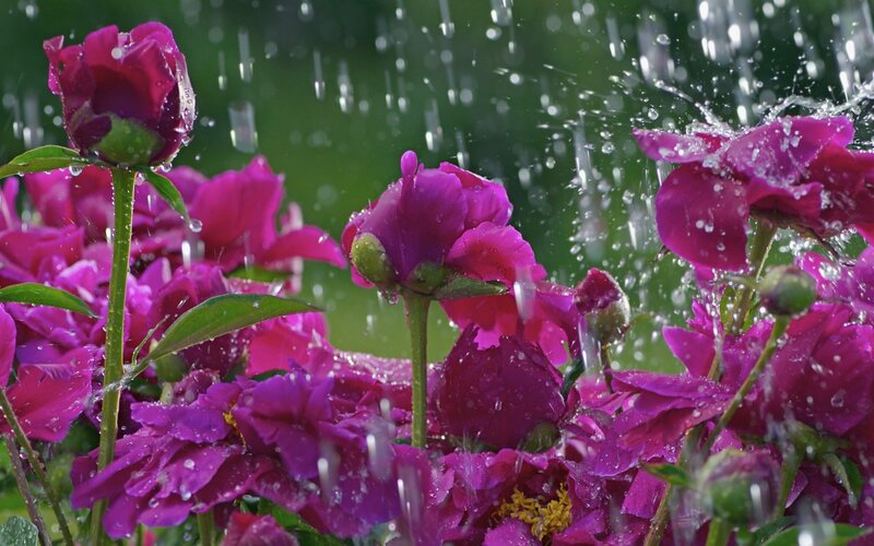Purple Peonies in Rain — Calm, Spring