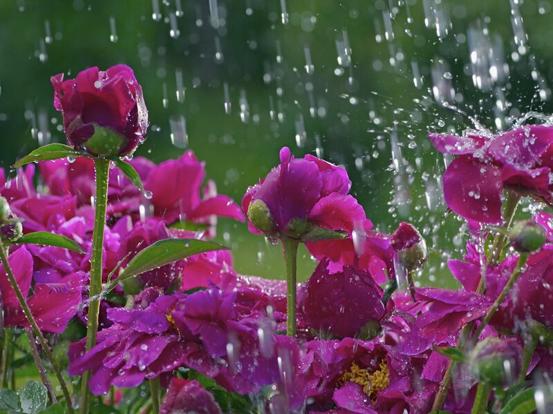 Purple Peonies in Rain — Refreshing, Spring