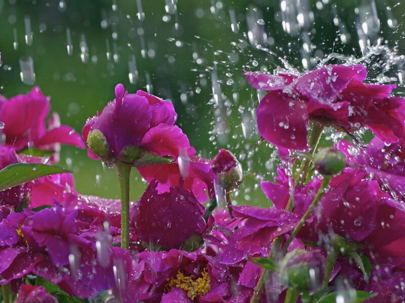Purple Peonies in Rain — Refreshing