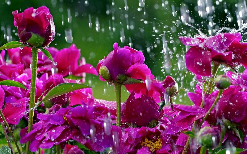 Purple Peonies in Rain