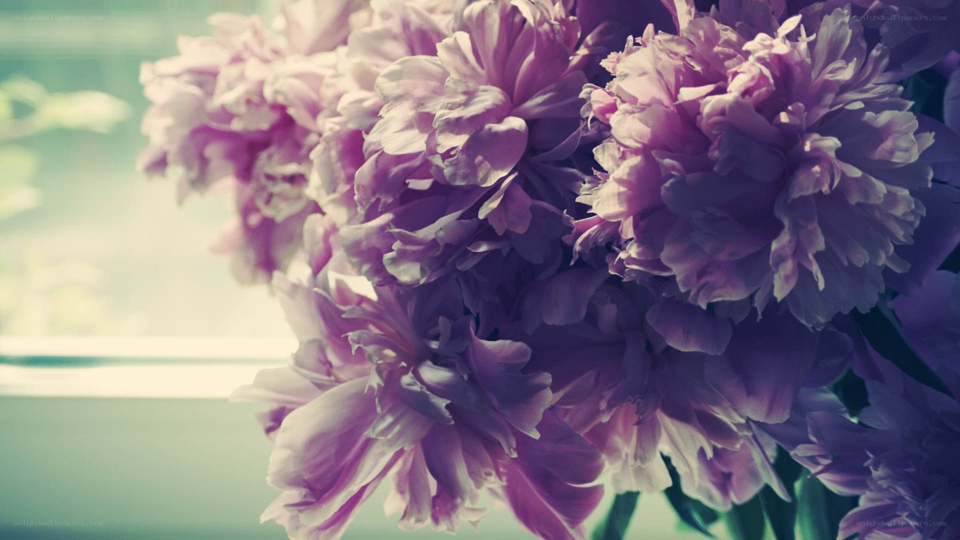 purple peonies in sunlight