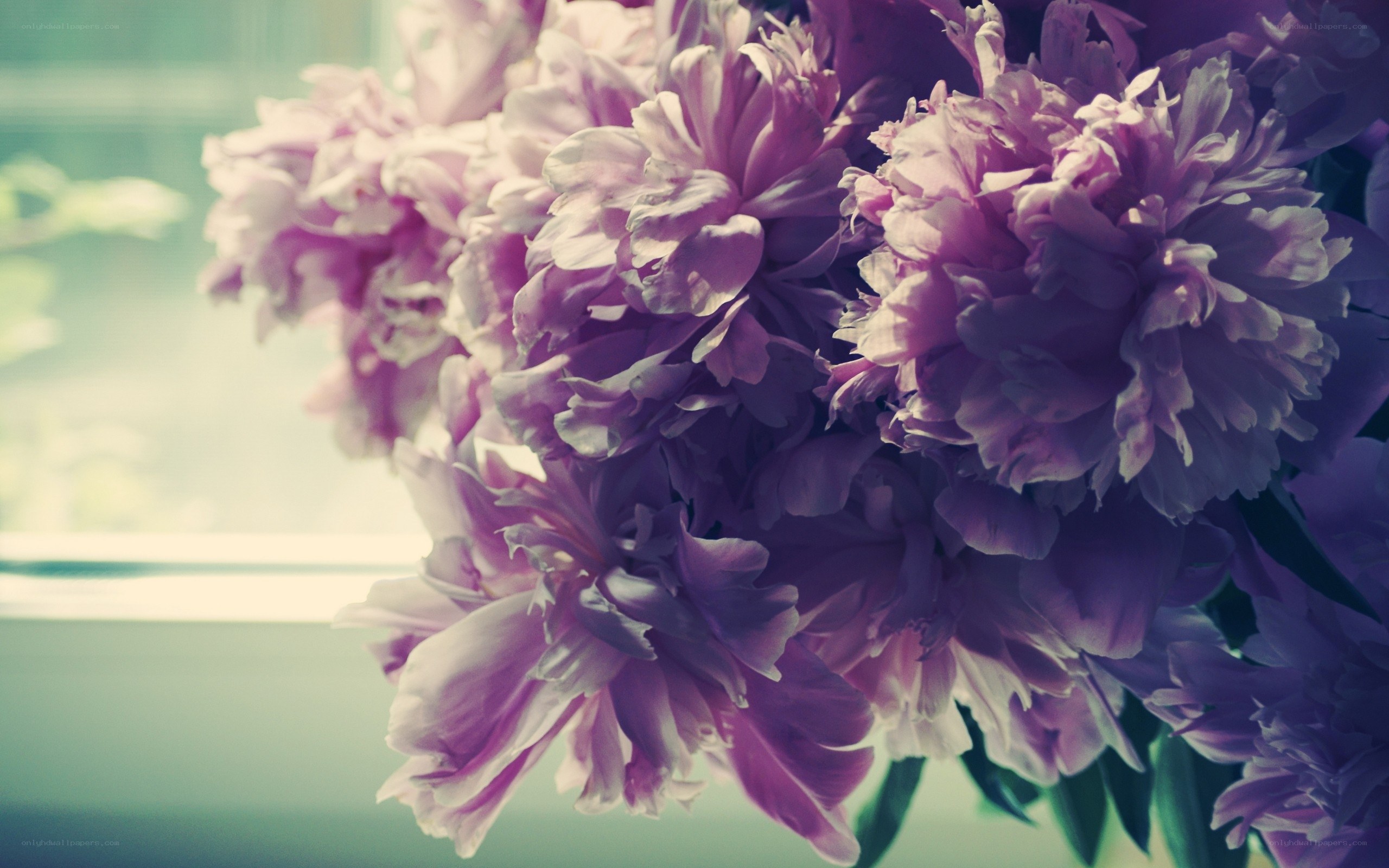 purple peonies in sunlight