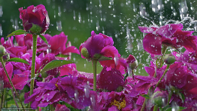 Purple peonies in the rain
