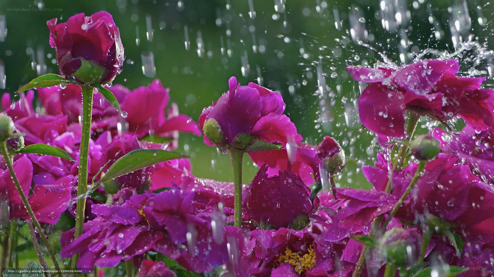 Purple peonies in the rain