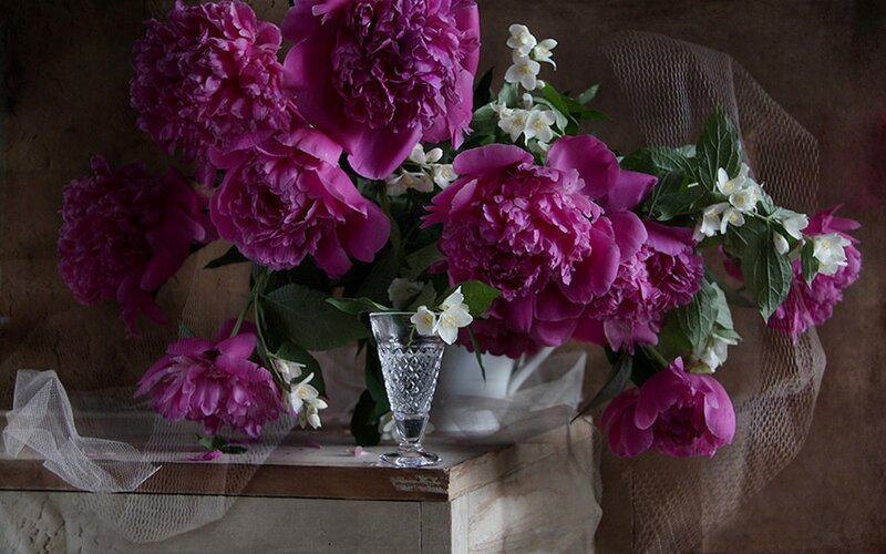 Purple Peonies in Vase — Serene, Photograph