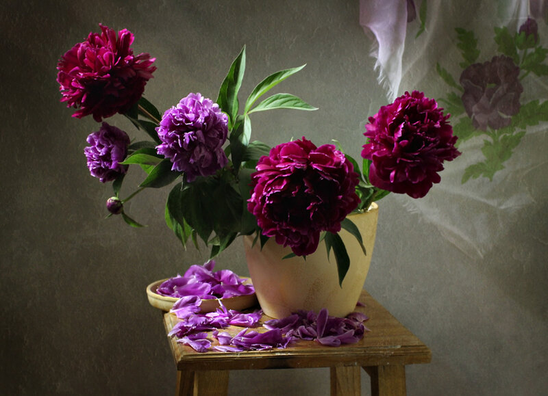 Purple Peonies in Vase