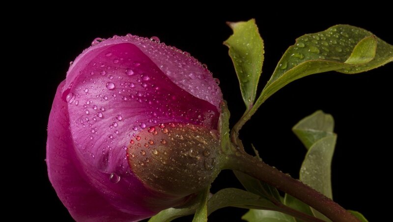 Purple Peony Bud — Dramatic