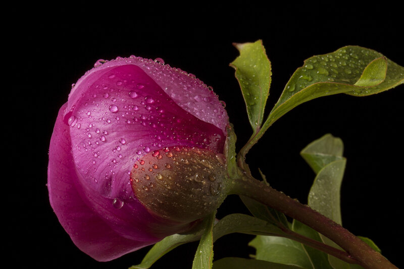 Purple Peony Bud