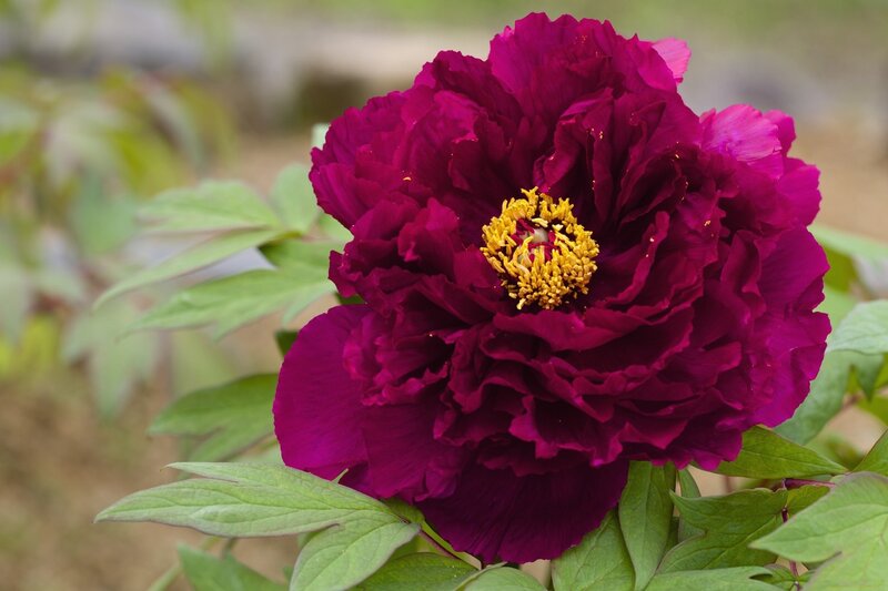 Purple Peony Flower — Calm, Spring