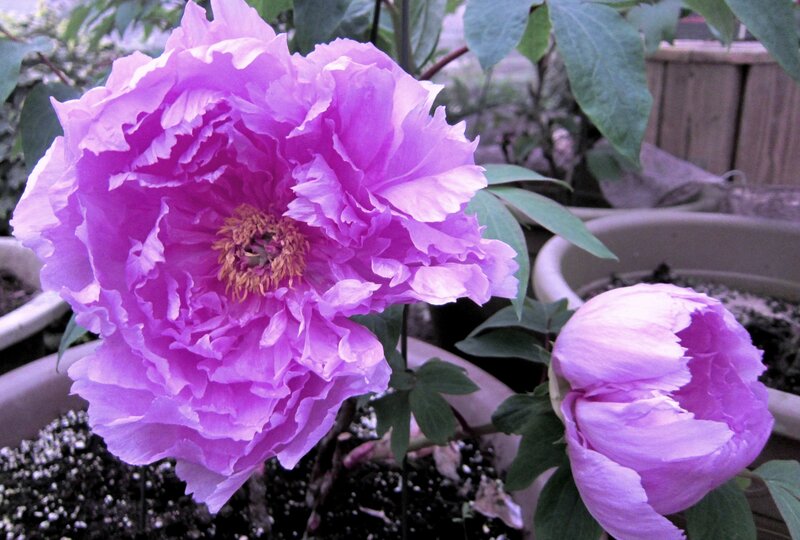 Purple Peony Flower — Calm