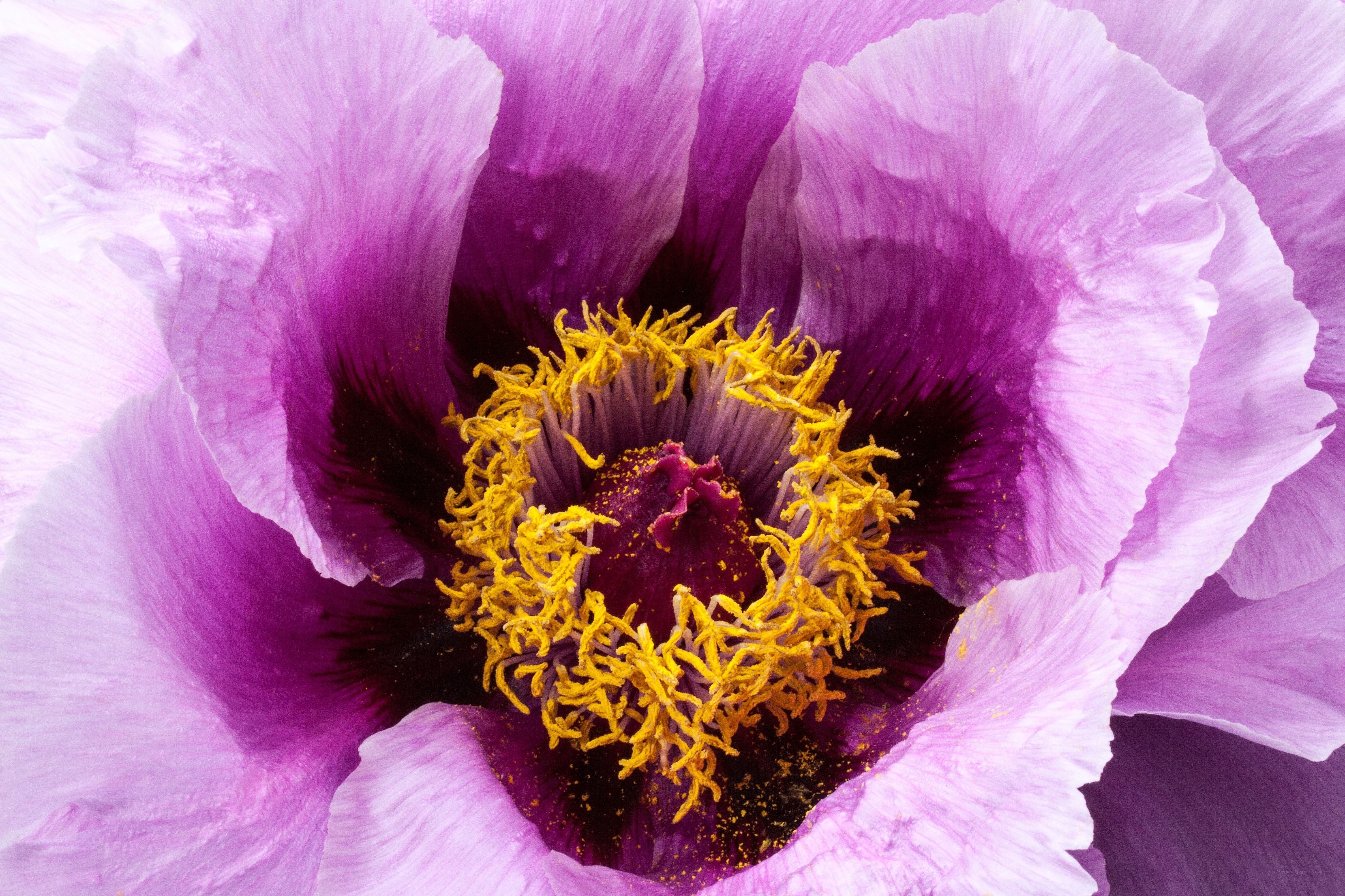 purple peony flower center
