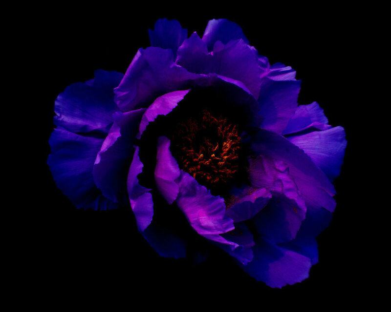 Purple Peony Flower — Dramatic, Night