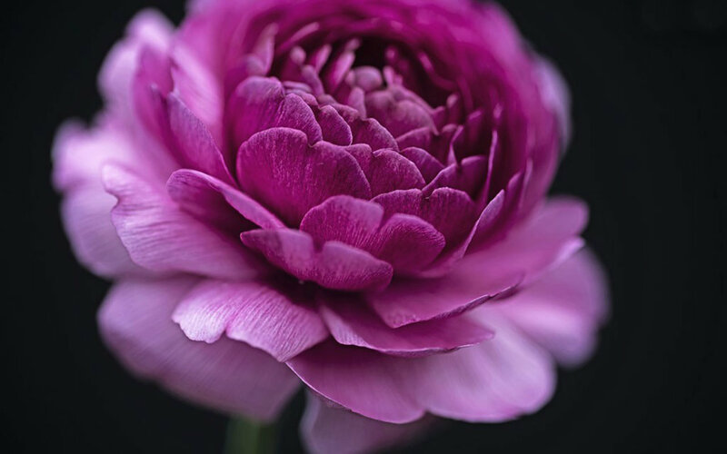 Purple Peony Flower — Dramatic, Photograph, Petals
