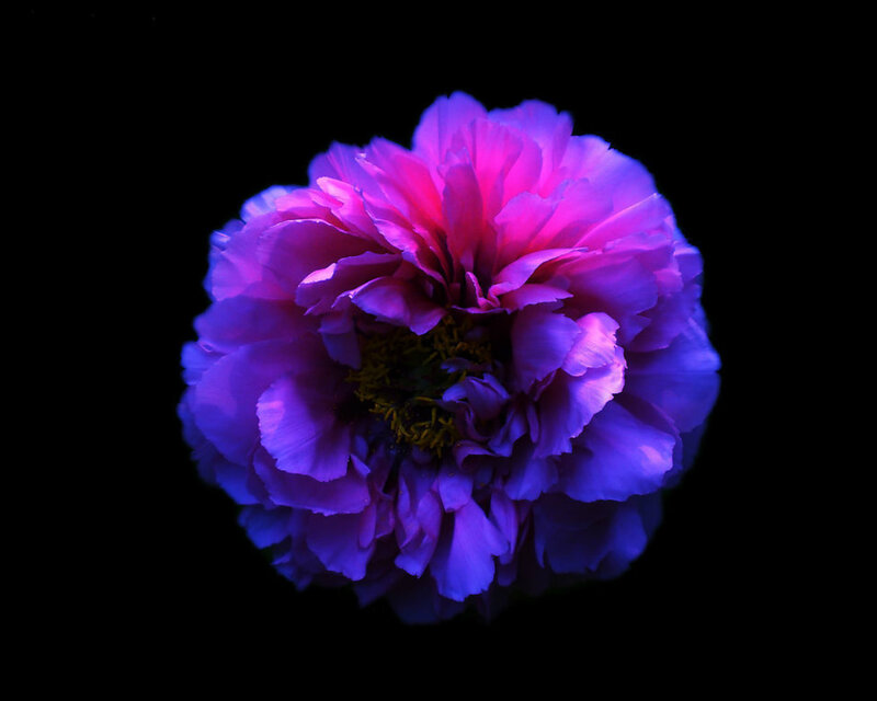 Purple Peony Flower — Dramatic, Photograph