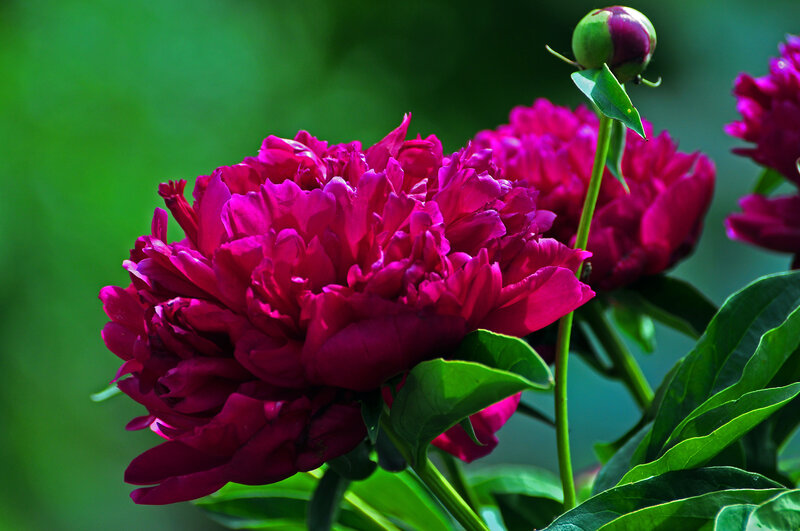 Purple Peony Flower — Magenta, Serene, Summer