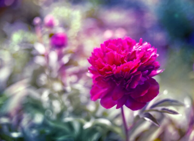 Purple Peony Flower — Magenta, Serene