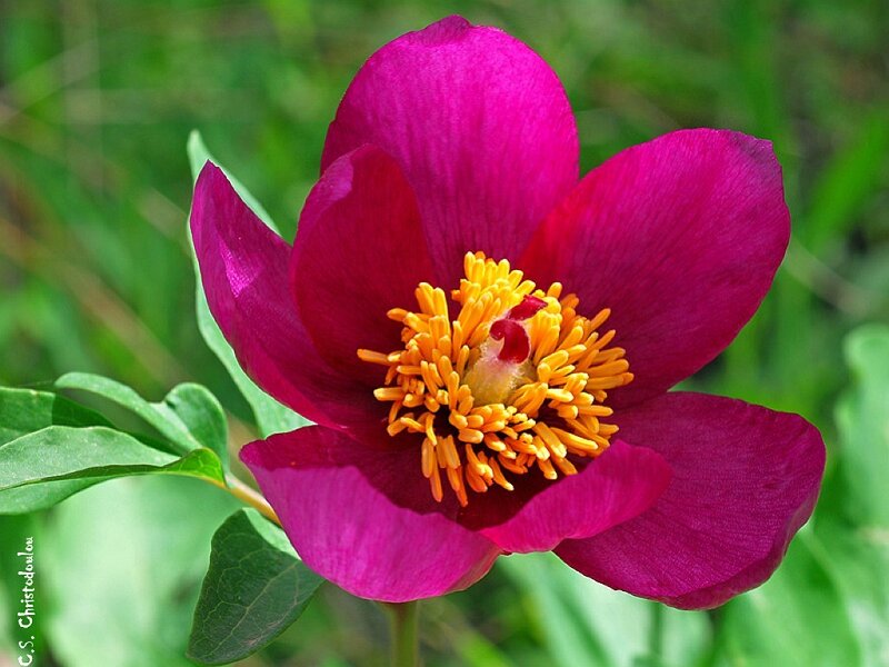 Purple Peony Flower — Magenta