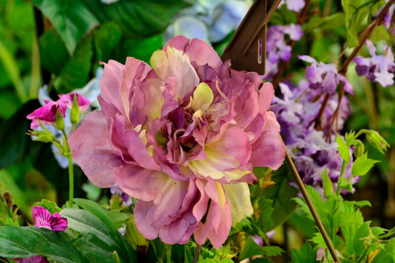 Purple Peony Flower — Natural