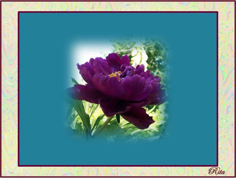Purple Peony Flower — Serene, Afternoon