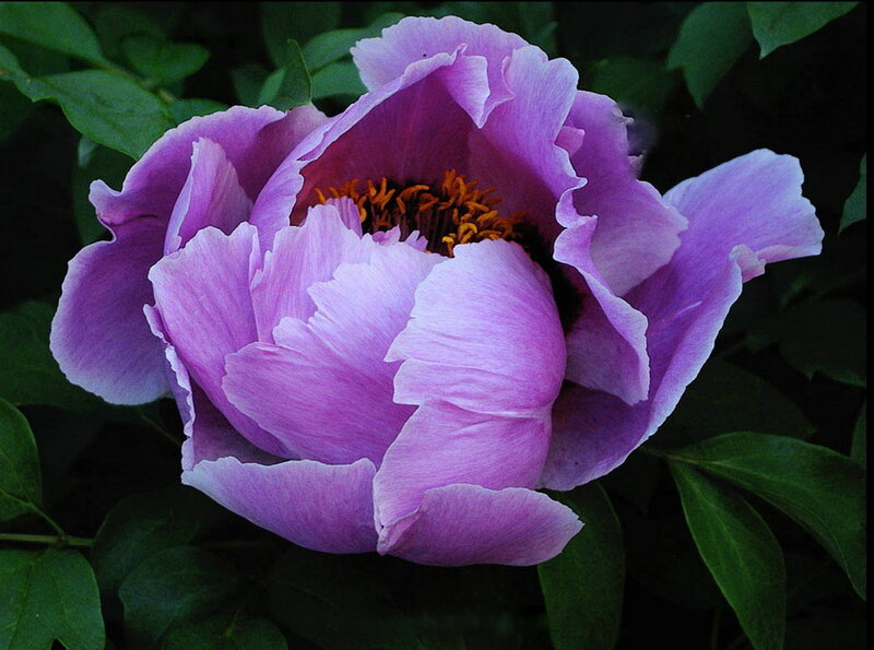 Purple Peony Flower — Serene, Photograph
