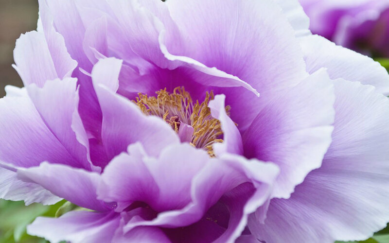 Purple Peony Flower — Serene, Spring, Photograph, Petals